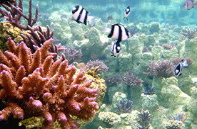 サンゴの養殖移植活動
